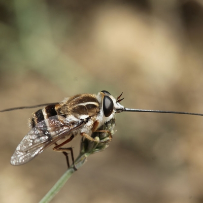 Needle nose Fly Needle nose Fly