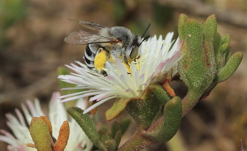 Renosterveld Pollinators: The Secret Life of Solitary Bees and Bee Flies