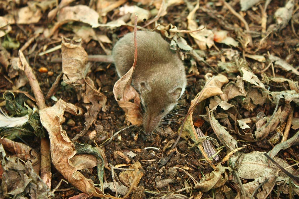 Forest Shrew (1)