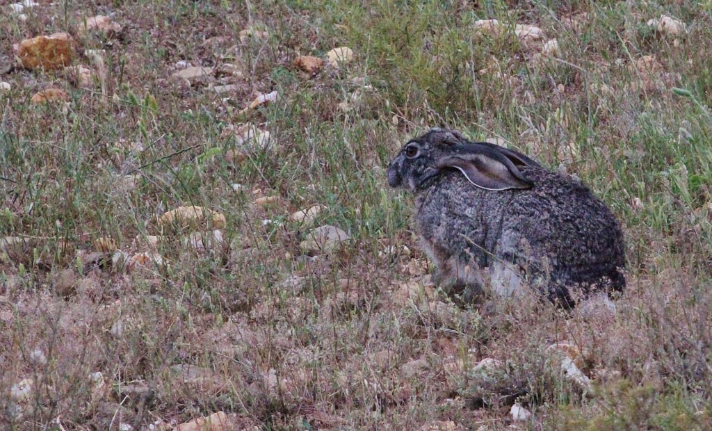 Scrub Hare (3)
