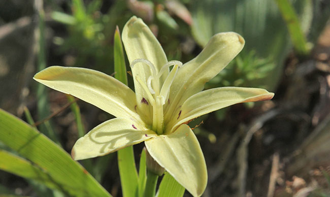 Sparaxis-grandiflora