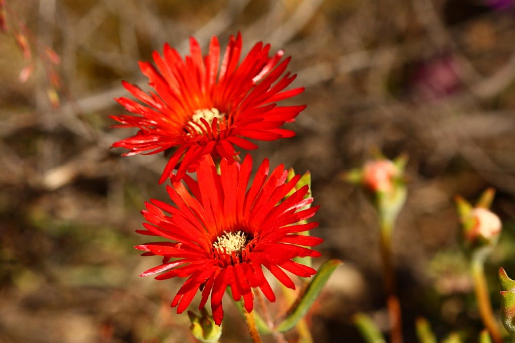 Drosanthemum red (800×533)