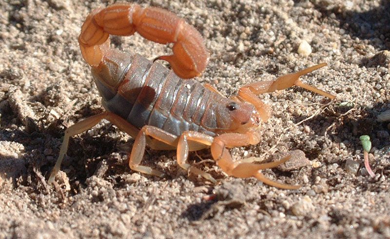 The Secret Life of Overberg Renosterveld Scorpions