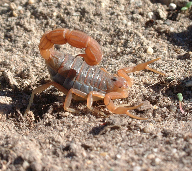 scorpions1