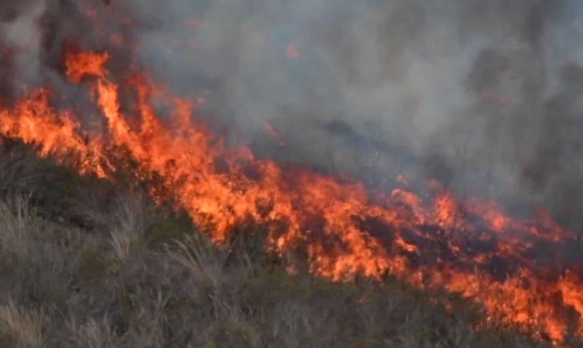 Fire in Renosterveld: Why animals get picky over the age of the veld