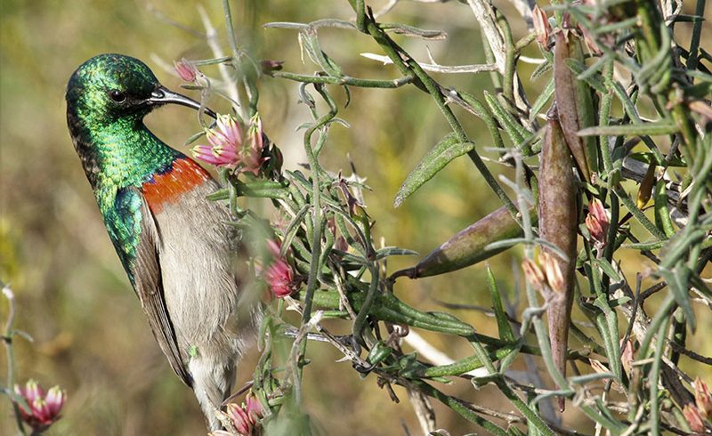 A special Renosterveld sighting: Bird pollination in action