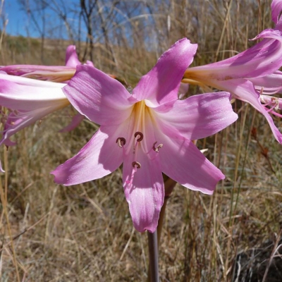Amaryllis belladona