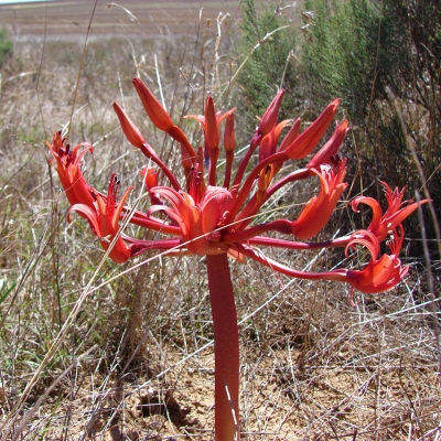 Brunsvigia