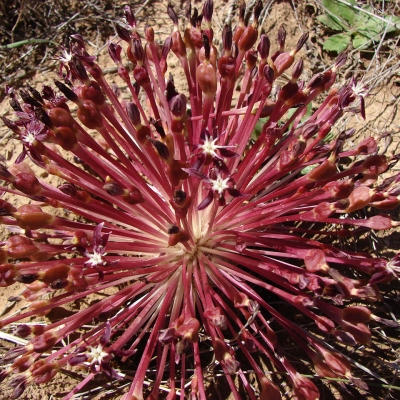 Crossyne guttata
