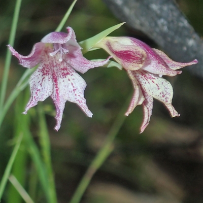 Gladiolus