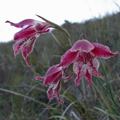 Gladiolus maculatus