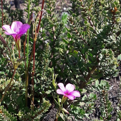 Oxalis