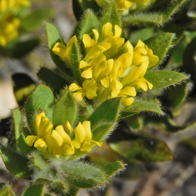 Xiphotheca