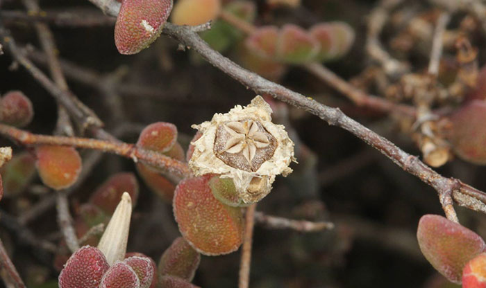 Drosanthemum-seed-photo-odette-curtis