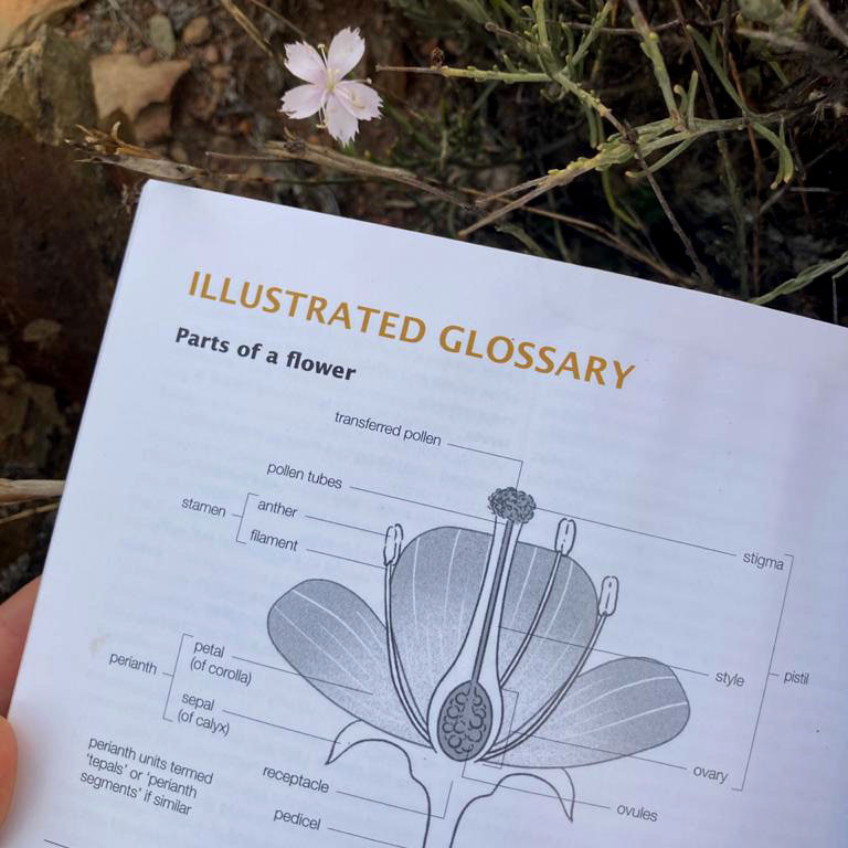 plant structure calyx corollla perianth