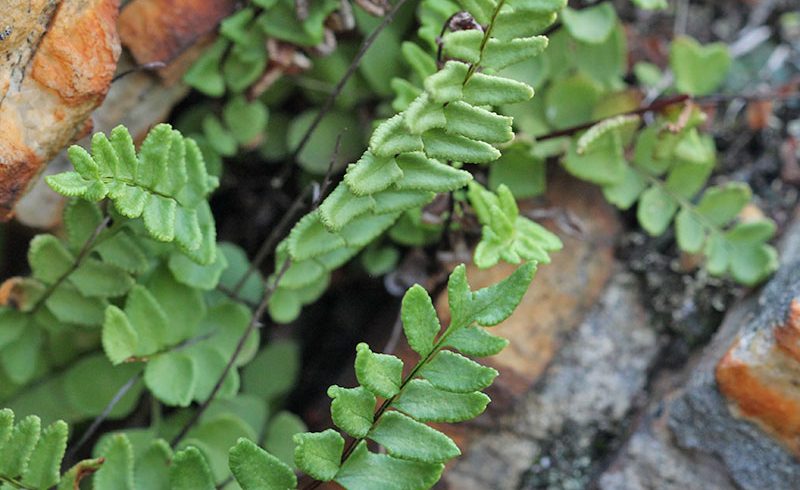 The Renosterveld ferns that come alive in winter