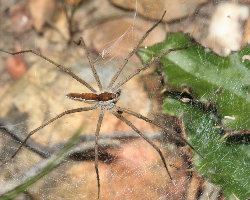 Secretive and shy critters of Renosterveld: Meet the web-dwelling spiders