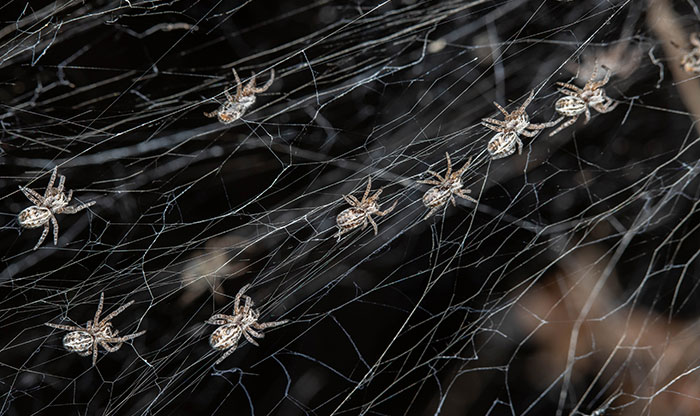 Stegodyphus-dumicola_Community-Nest-Spiders