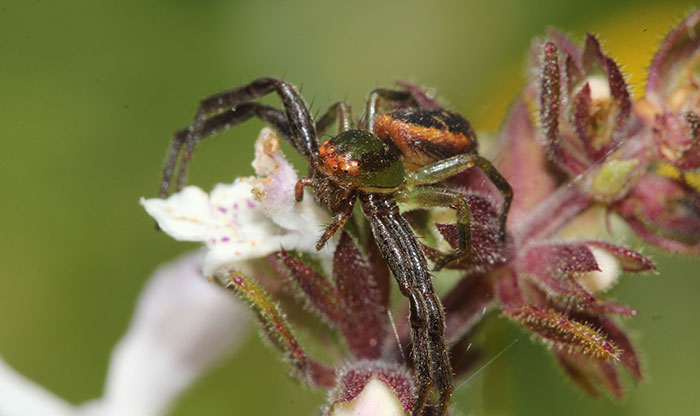 African-Mask-Crab-Spider_possibly-Synema-sp