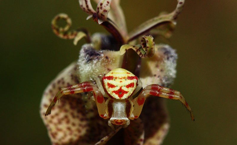 From the cute to the colossal: Plant-dwelling spiders of Renosterveld