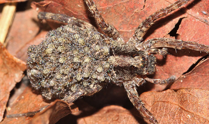 Lycosidae-Mamma-with-babies