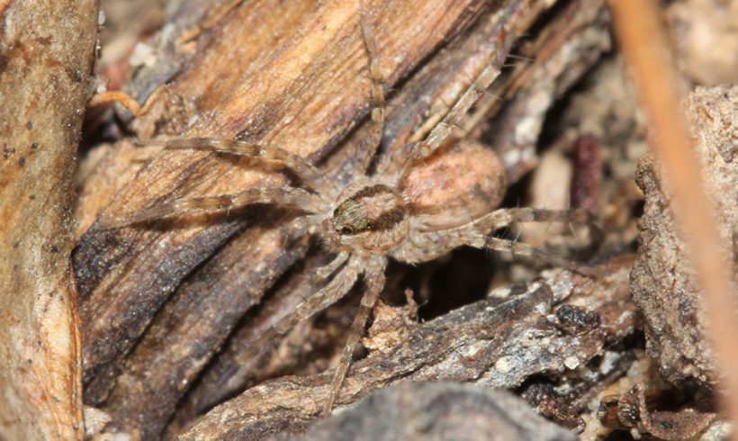 Singing, spitting and speedy: Ground-dwelling spiders of Renosterveld