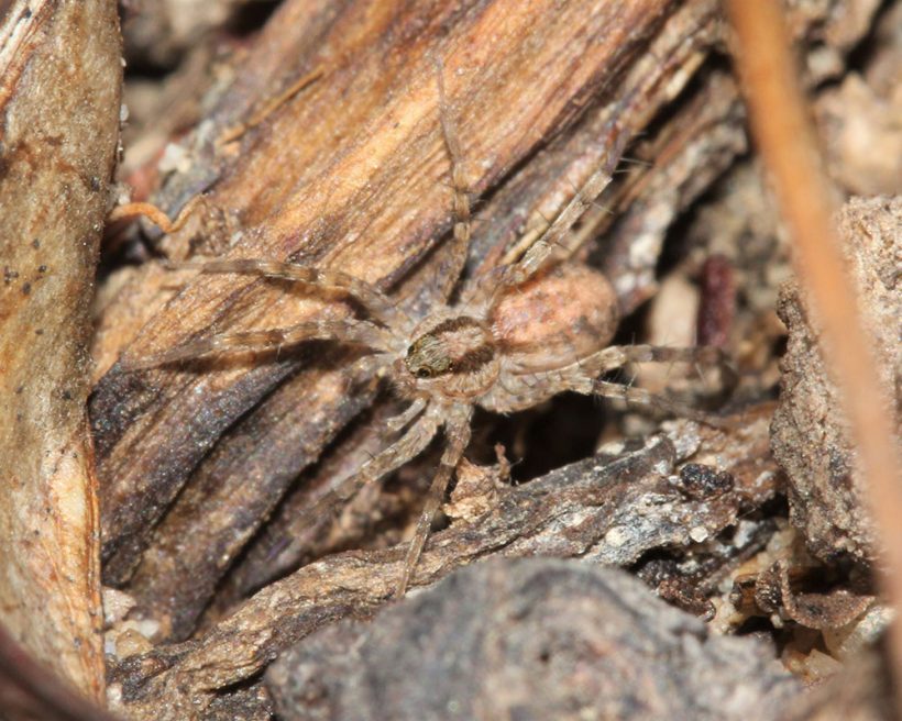 Singing, spitting and speedy: Ground-dwelling spiders of Renosterveld