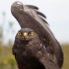 A sad day for Black Harriers: Next steps to protect this Renosterveld icon