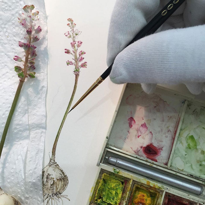 Lachenalia barbarae: Become the owner of this iconic original botanical art