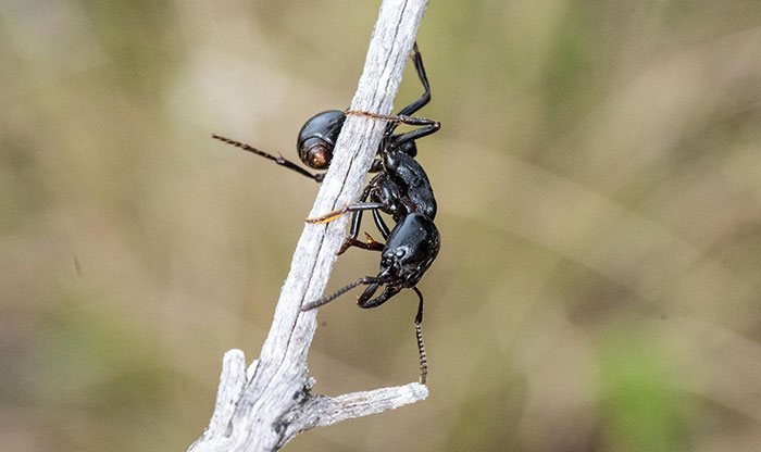 Millipede-Muncher-Ant