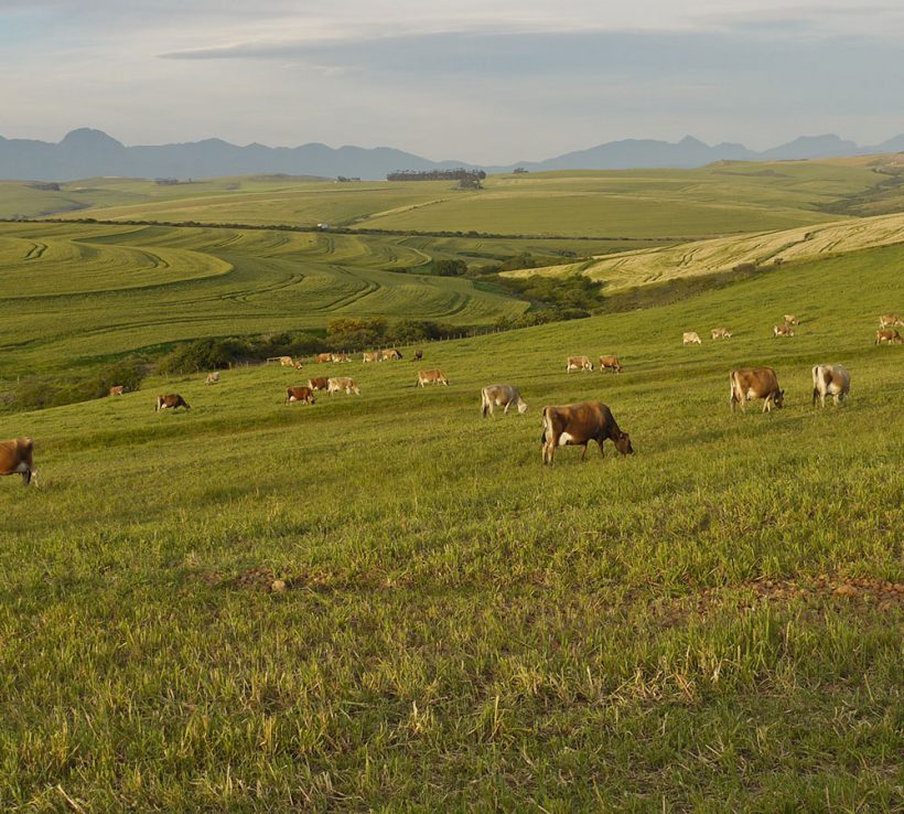 Investigating livestock grazing and restoration potential in Overberg Renosterveld