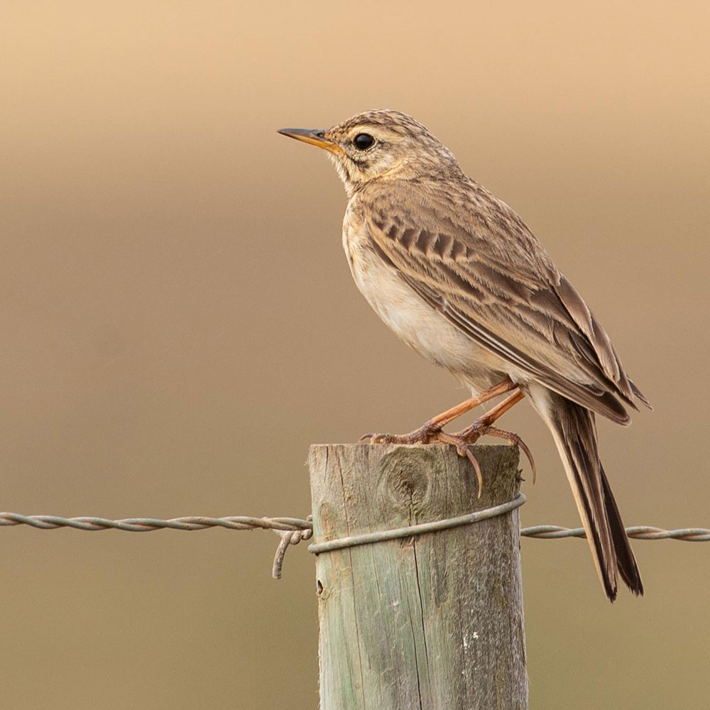 African-Pipit