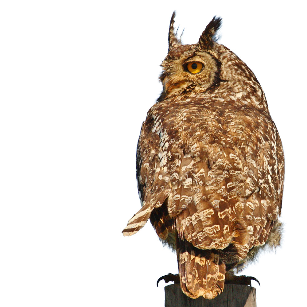 Spotted-Eagle-Owl