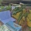 Herbarium | Solving the mysteries of Renosterveld – it all starts here