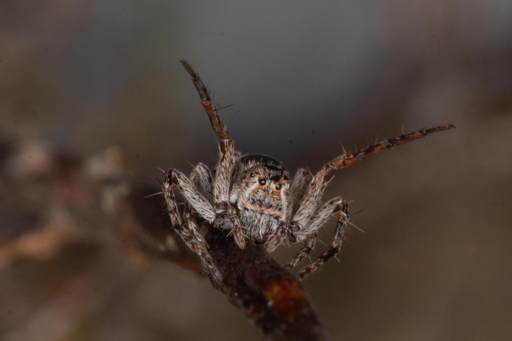 Oxyopes Lynx Spider