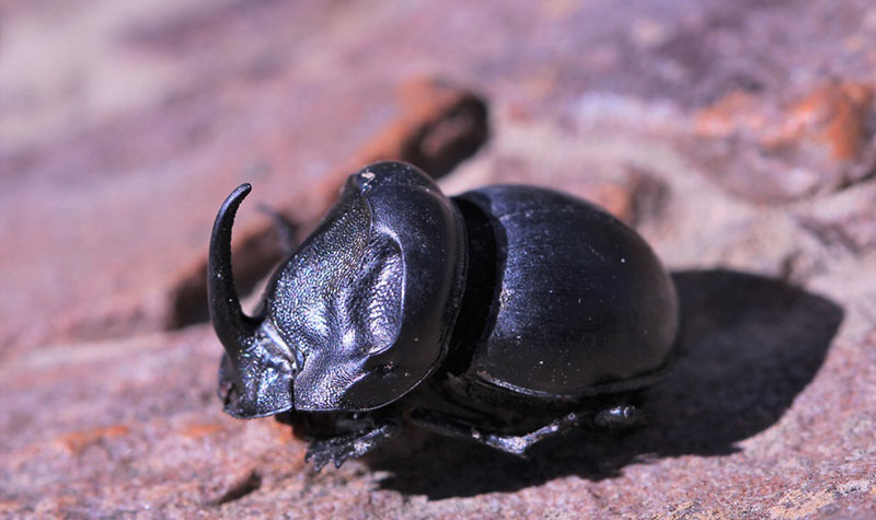Rhino-Beetle