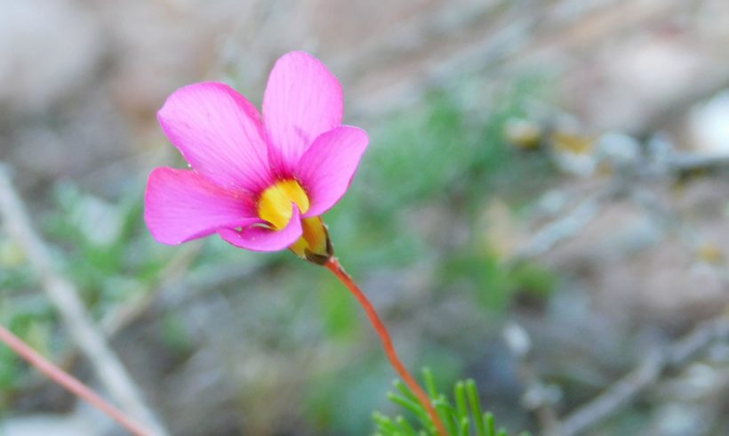 Carpets of colour: It’s flowering time for eye-catching Oxalis