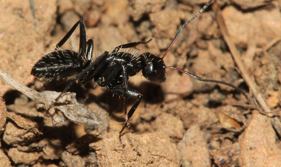 Camponotus-niveosetosus3