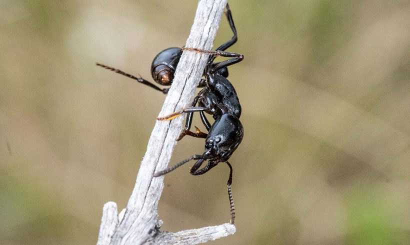 Ants of Renosterveld: From the fierce to the ‘freezers’