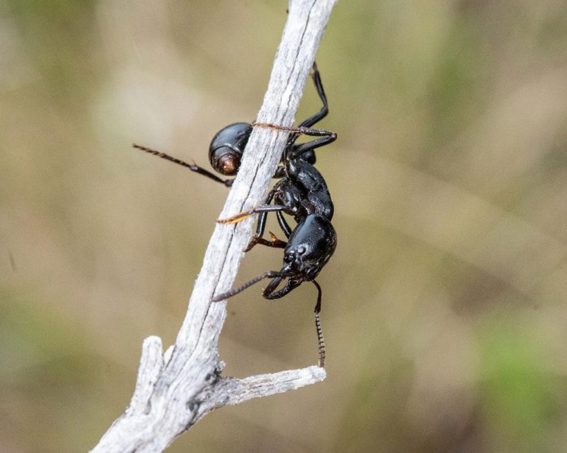 Ants of Renosterveld: From the fierce to the ‘freezers’