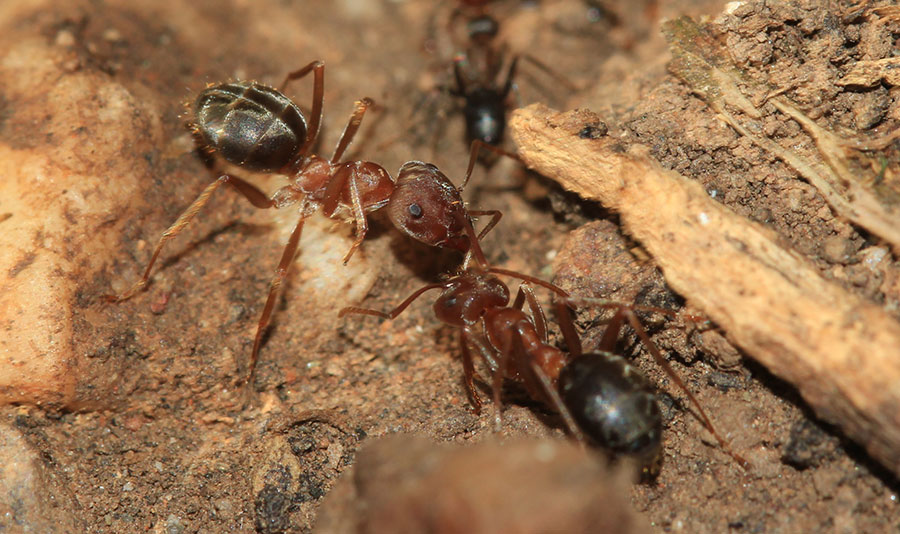 ants2