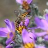 Pollination and Habitat Fragmentation in Overberg Renosterveld