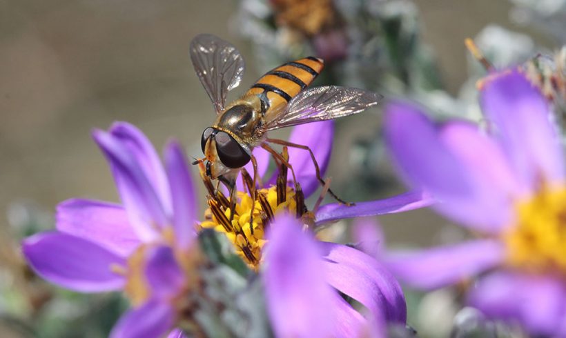 Pollination and Habitat Fragmentation in Overberg Renosterveld