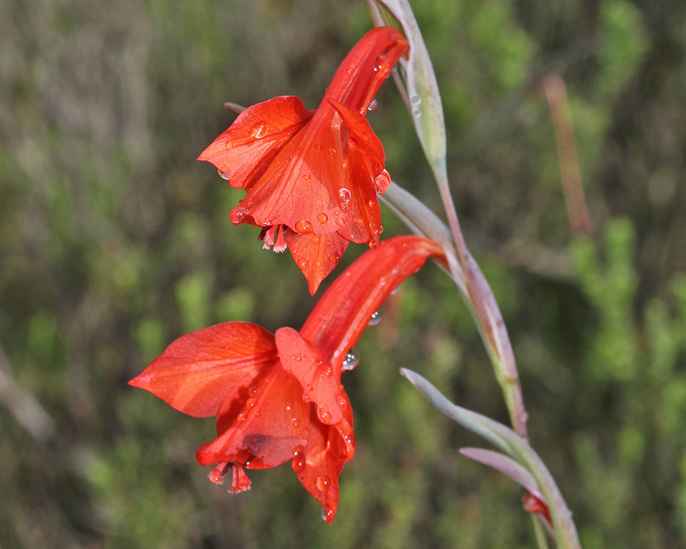 spring-Gladiolus-teretifolius