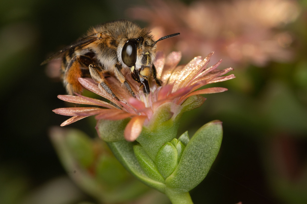 Blue-banded and Allied Digger Bees (Genus Amegilla)