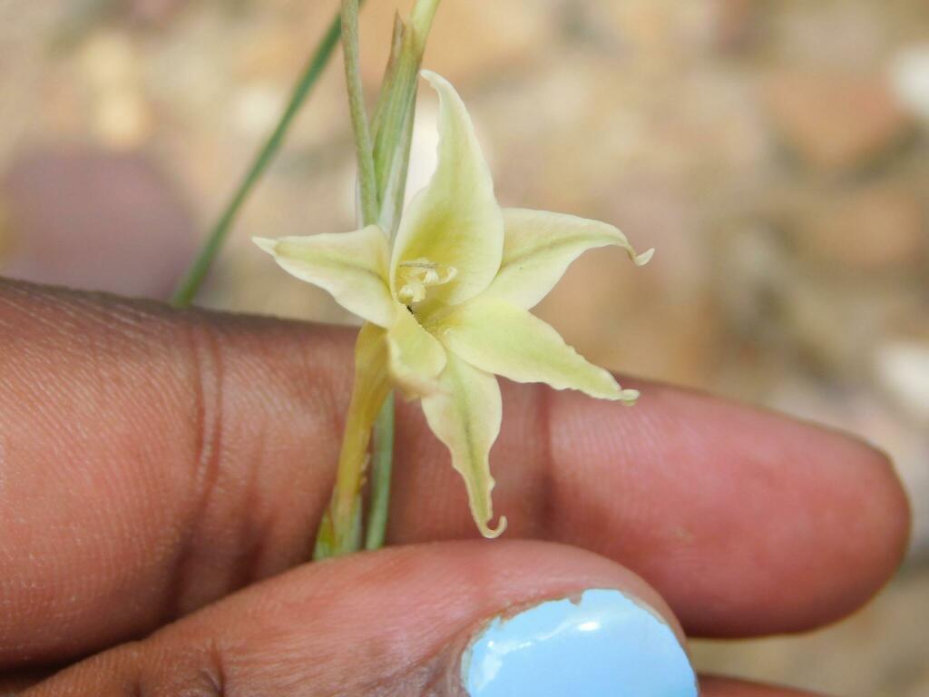 Gladiolus acuminatus