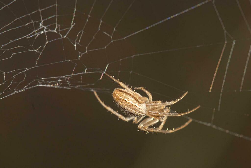 Grass Orb-web Spiders (Genus Larinia)