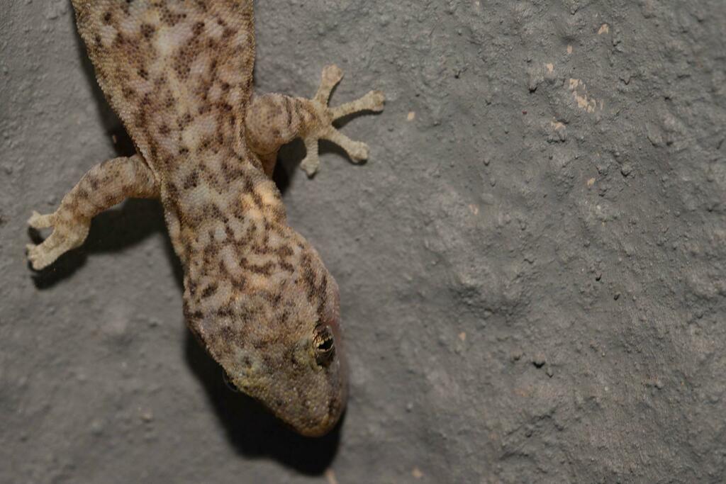 Marbled Leaf-toed Gecko (Afrogecko porphyreus)
