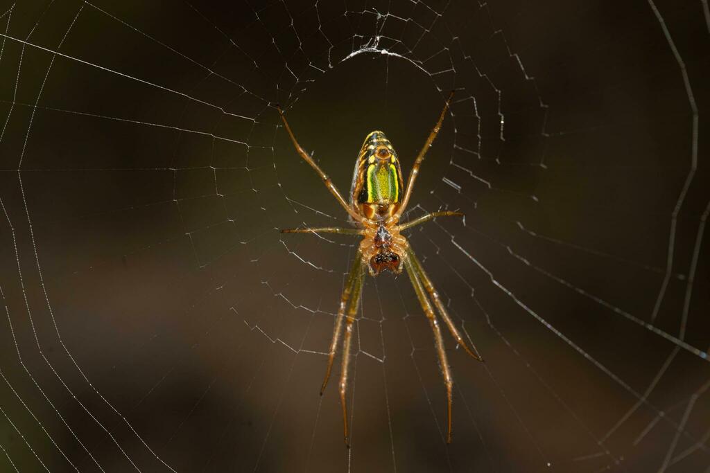 Masked Vlei Spider (Leucauge festiva)