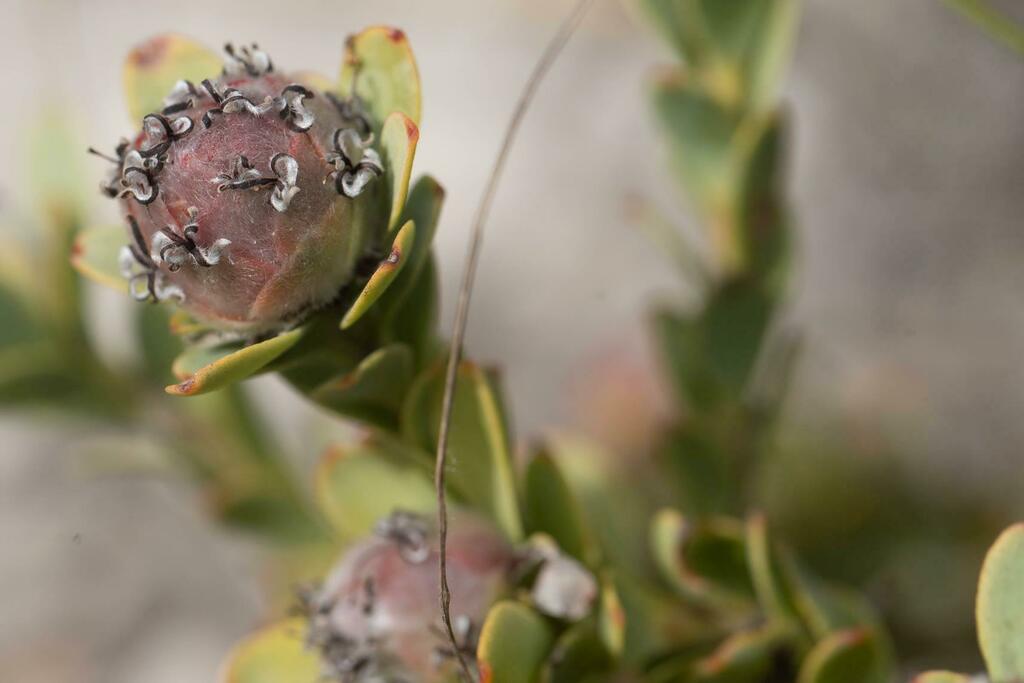 Rosette Conebush (Leucadendron coriaceum)